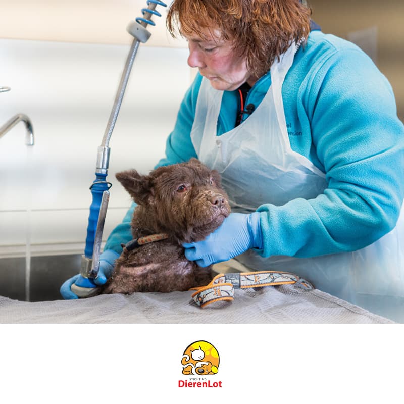 Dierenlot yourgift cadeaukaart doneren